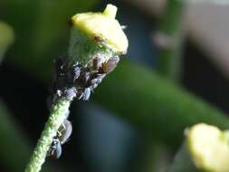 Image of Ivy aphid