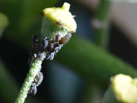 Image of Ivy aphid