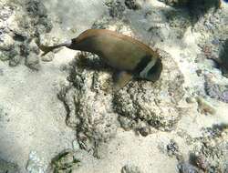 Image of Head-band Surgeonfish