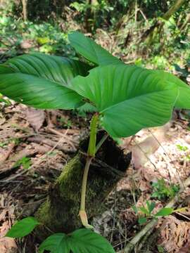 Philodendron ernestii Engl.的圖片