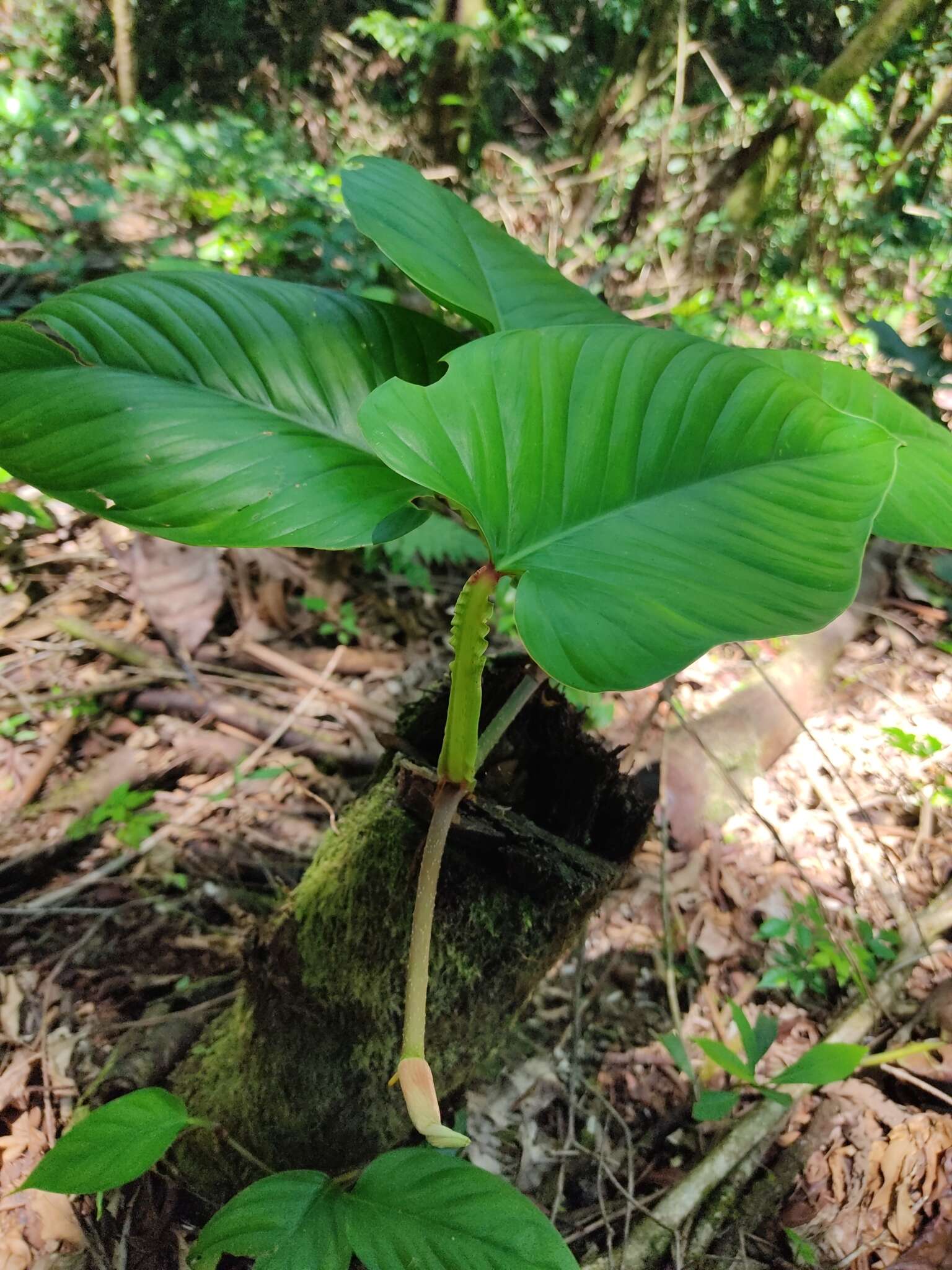 Philodendron ernestii Engl.的圖片