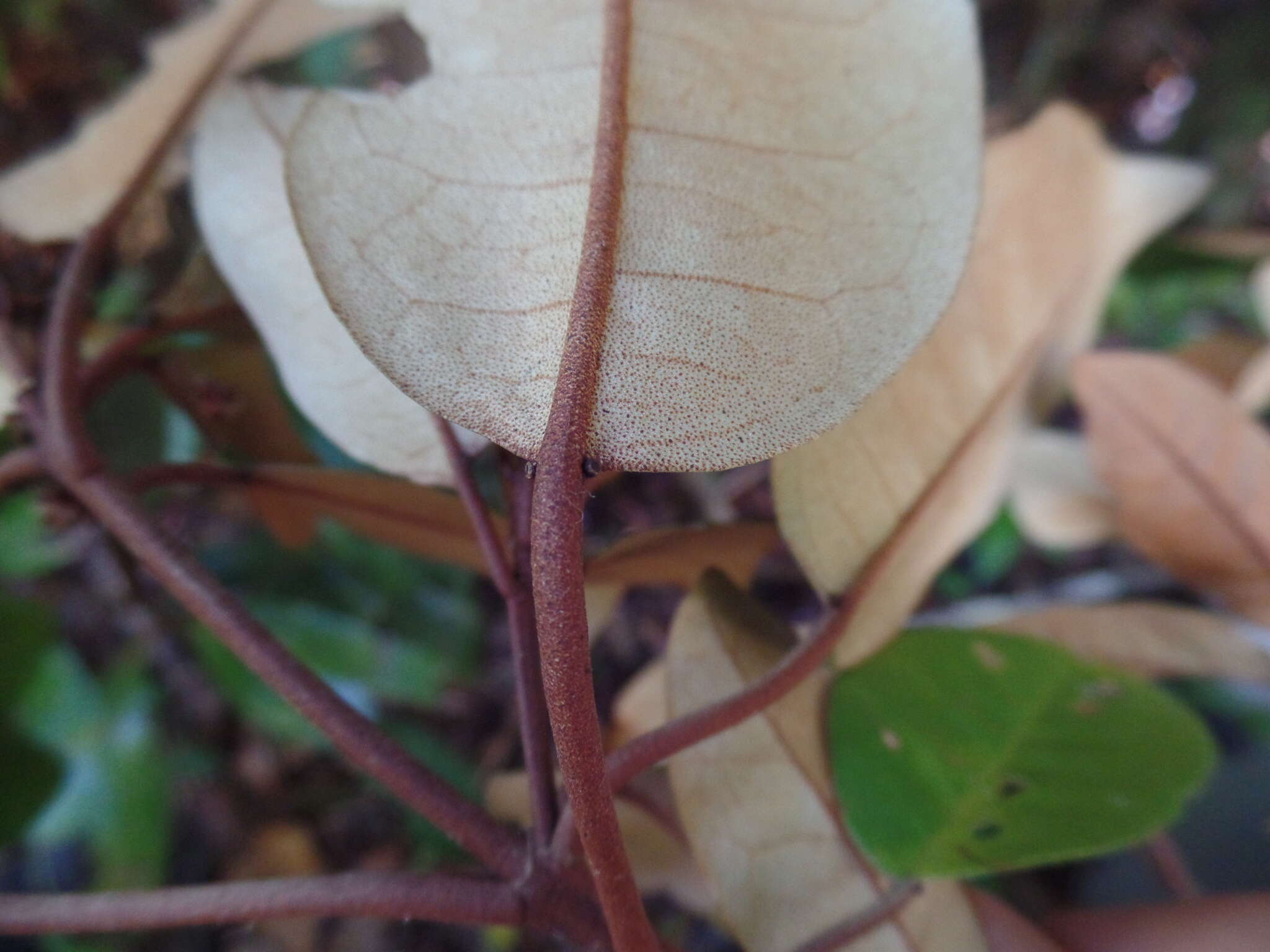 Image of Croton chrysodaphne Baill.