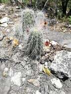 Image of Echinocereus parkeri subsp. gonzalezii (N. P. Taylor) N. P. Taylor