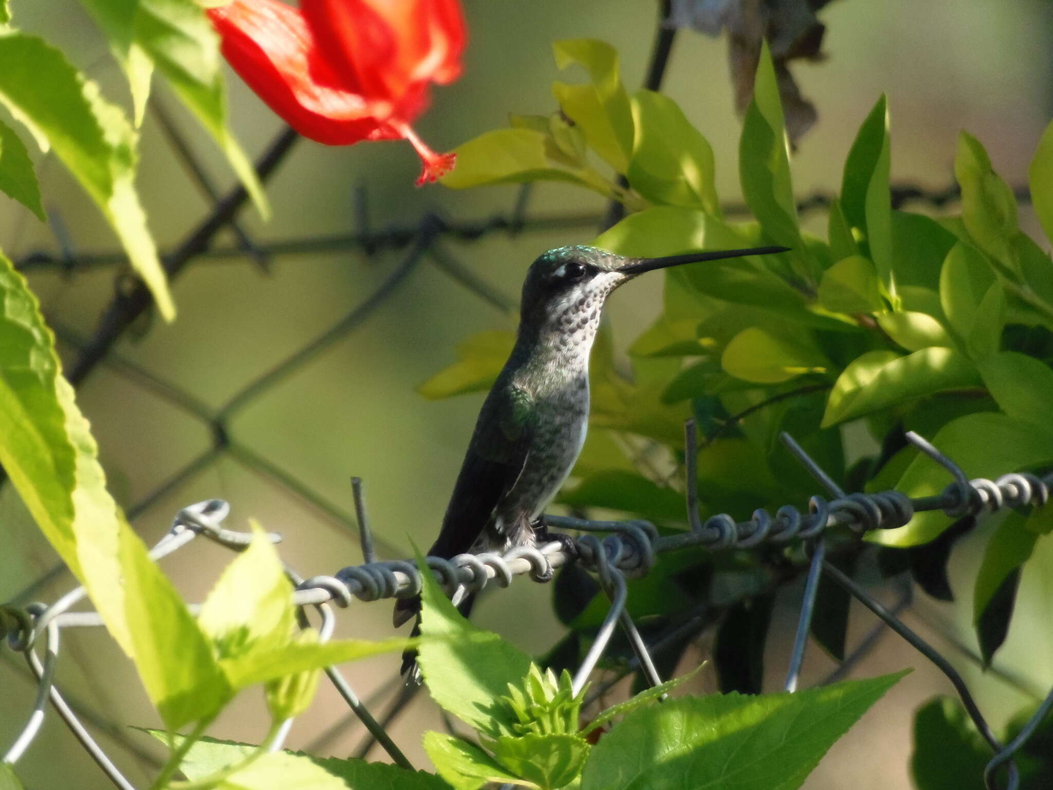 Image of Stripe-breasted Starthroat