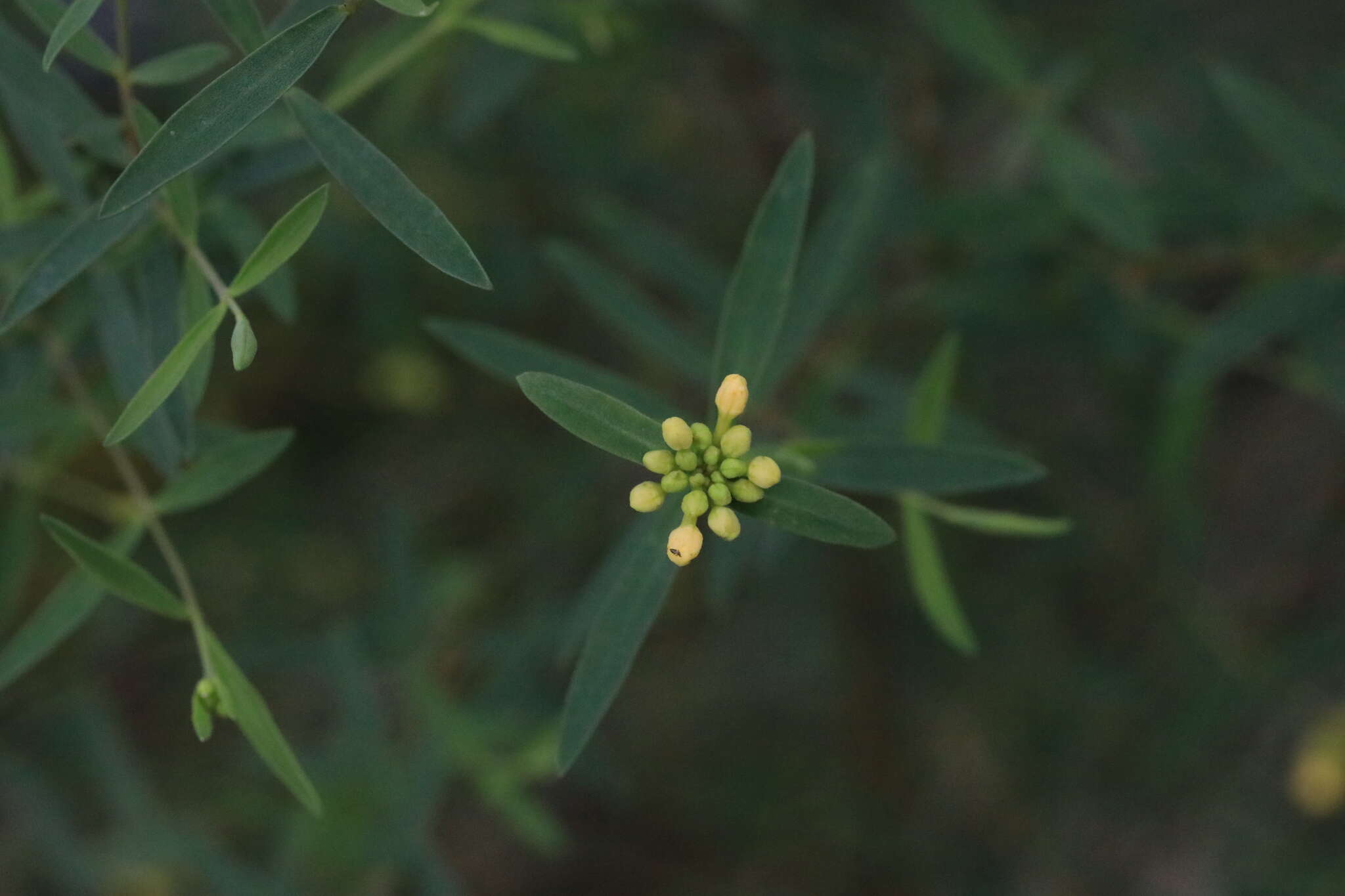 Image of Pimelea neoanglica S. Threlfall