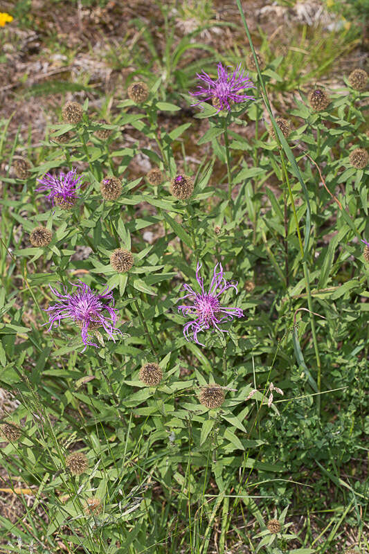 Centaurea nervosa Willd. resmi