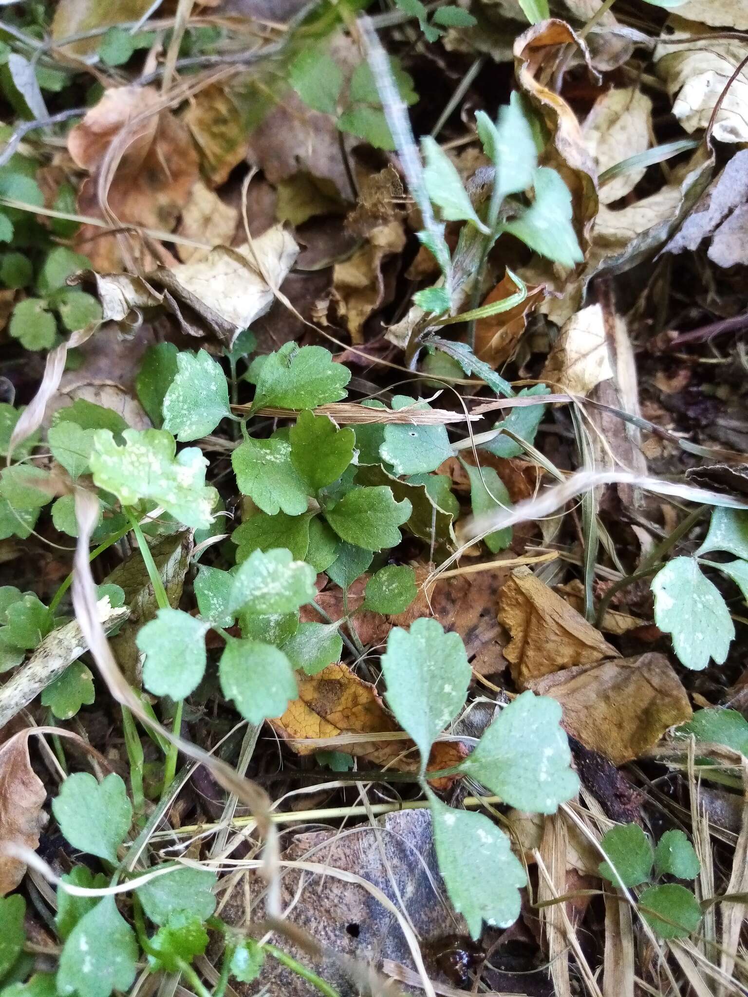 Image of Azorella hookeri Drude