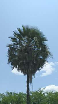 Image of Carnauba palm