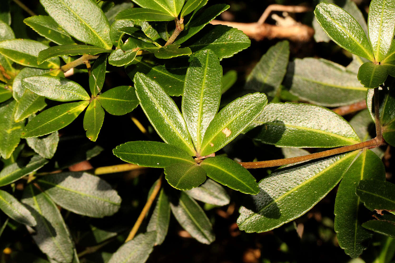 Image of Acradenia frankliniae Kipp.