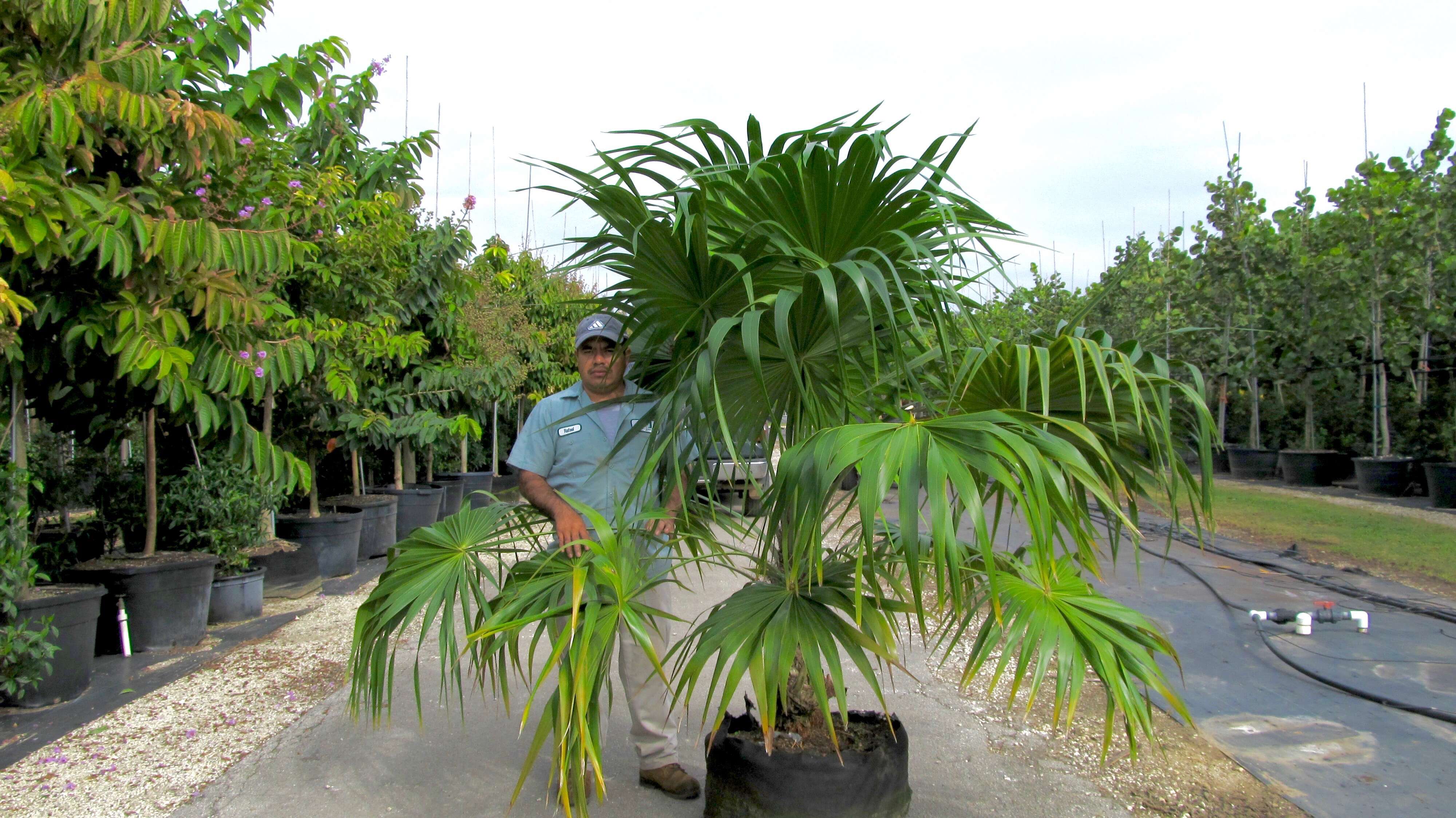 Image of thatch palm