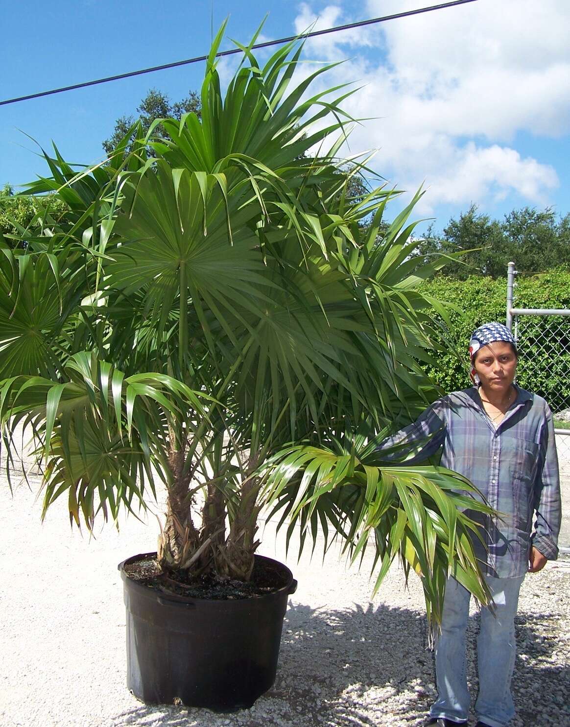 Image of thatch palm