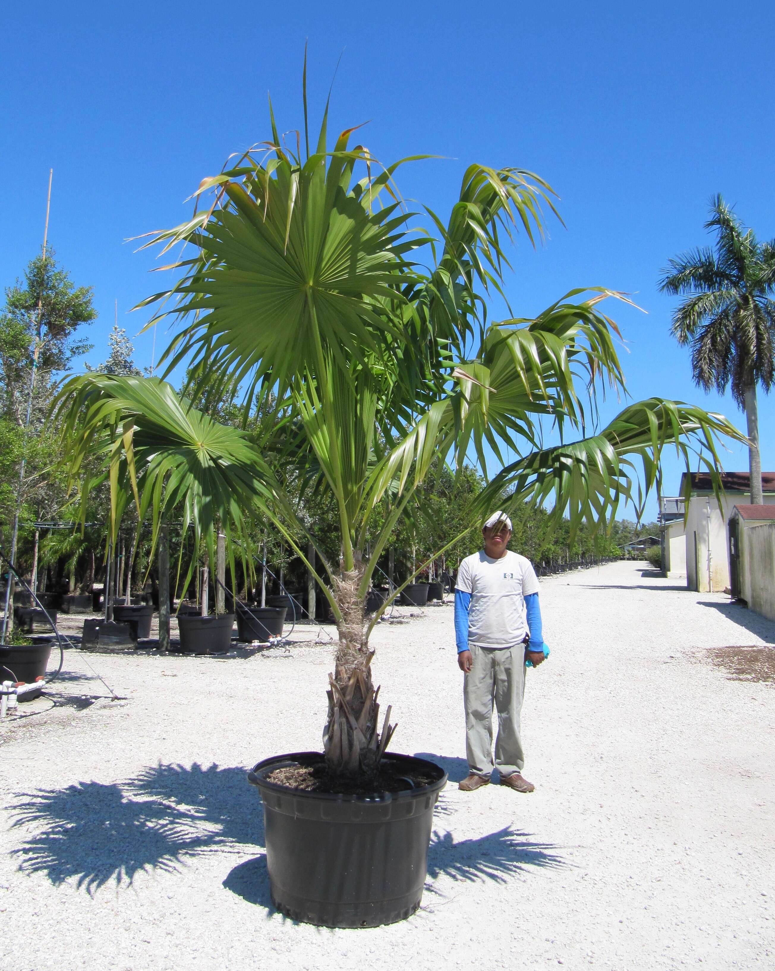 Image of thatch palm