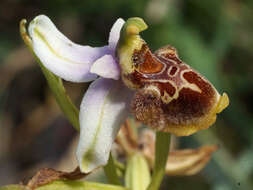 Image of Ophrys fuciflora subsp. heterochila