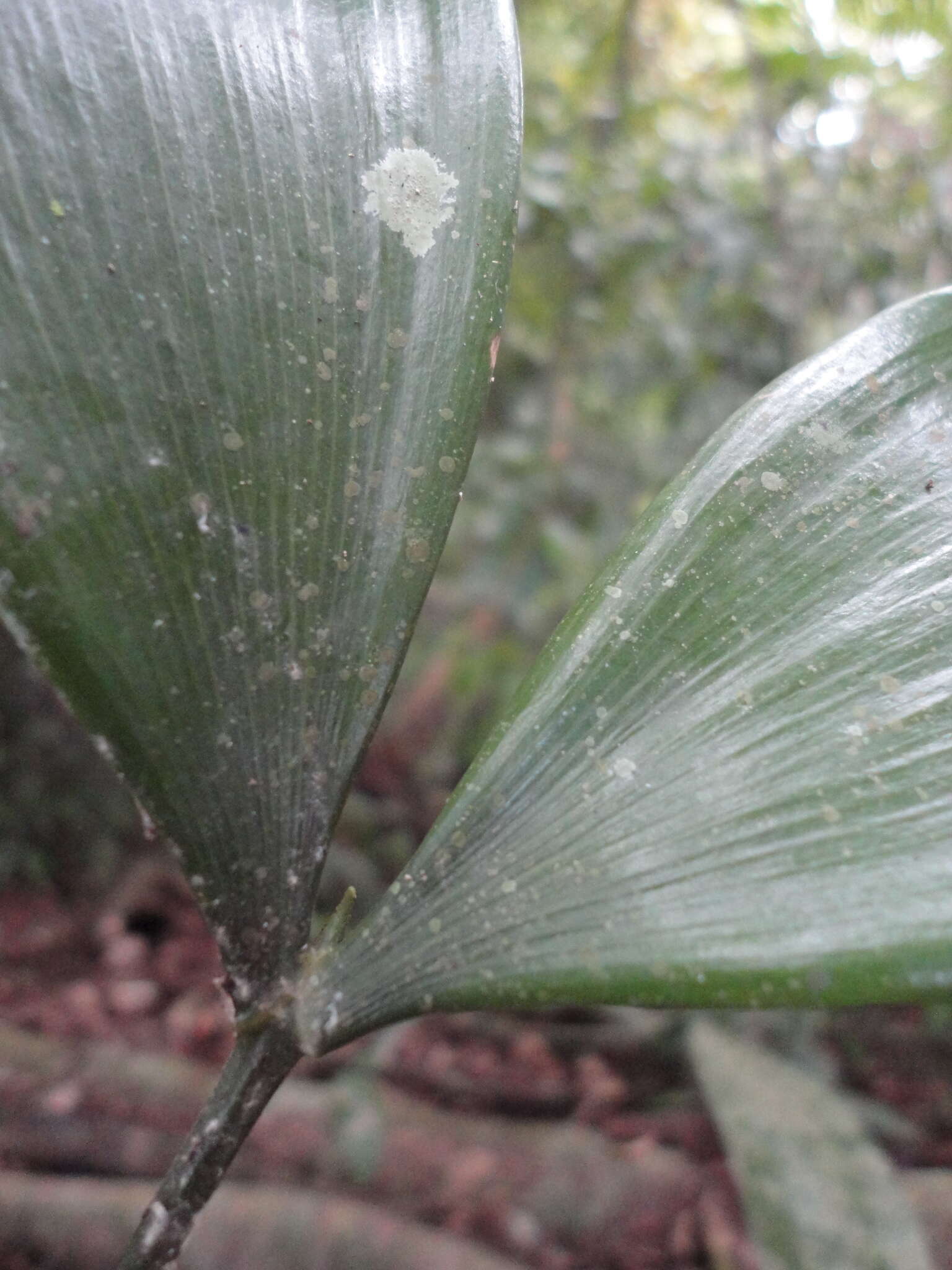 Image de Zamia incognita A. Lindstr. & Idárraga