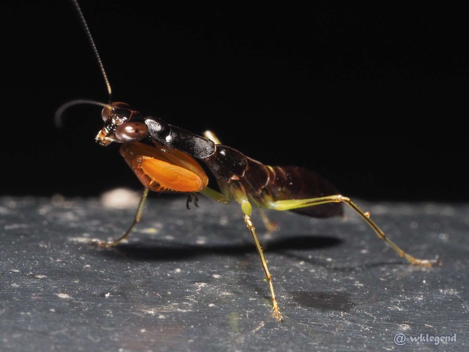 Image de Odontomantis sinensis Giglio-Tos 1915