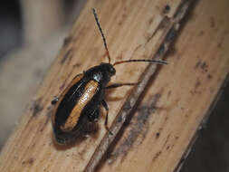 Image of Turnip flea beetle