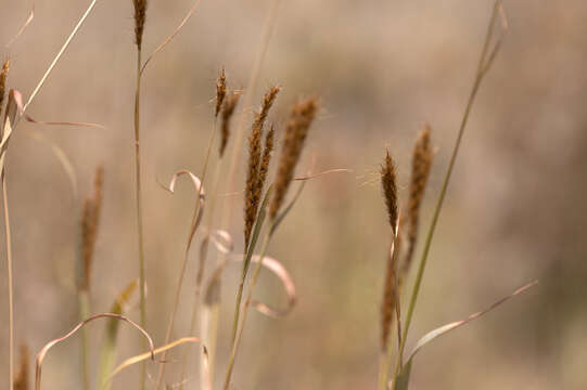 Image of Golden velvet grass