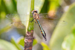 Image of Fat-bellied Emerald