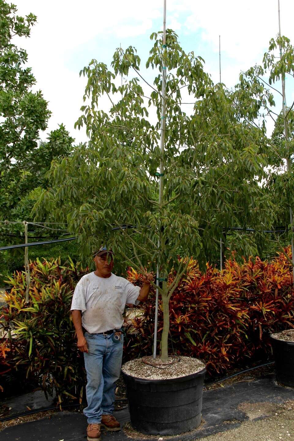 Imagem de Zanthoxylum flavum Vahl