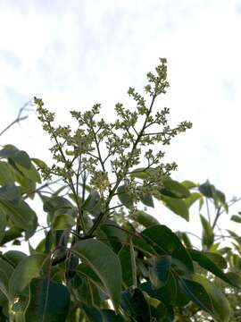 Imagem de Zanthoxylum flavum Vahl