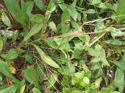 Image of eastern showy aster