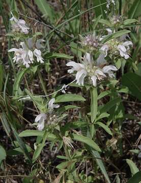 Imagem de Monarda pectinata Nutt.