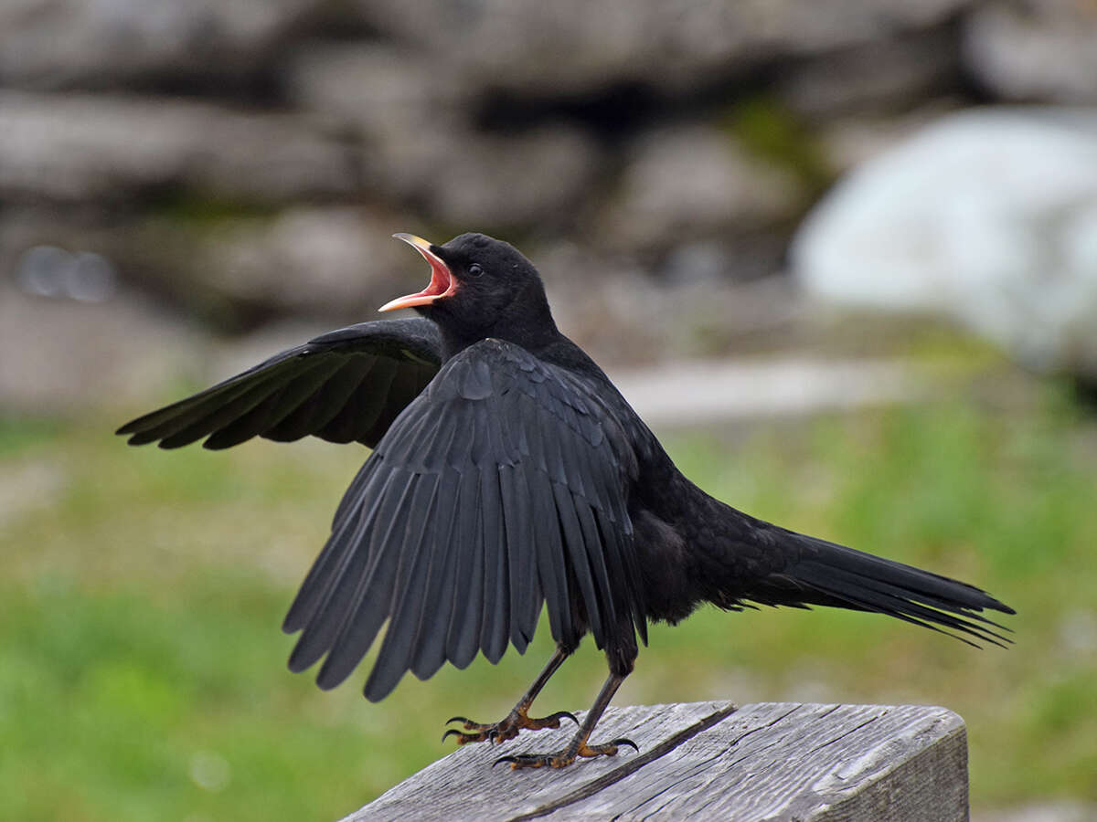 Image of Alpine Chough