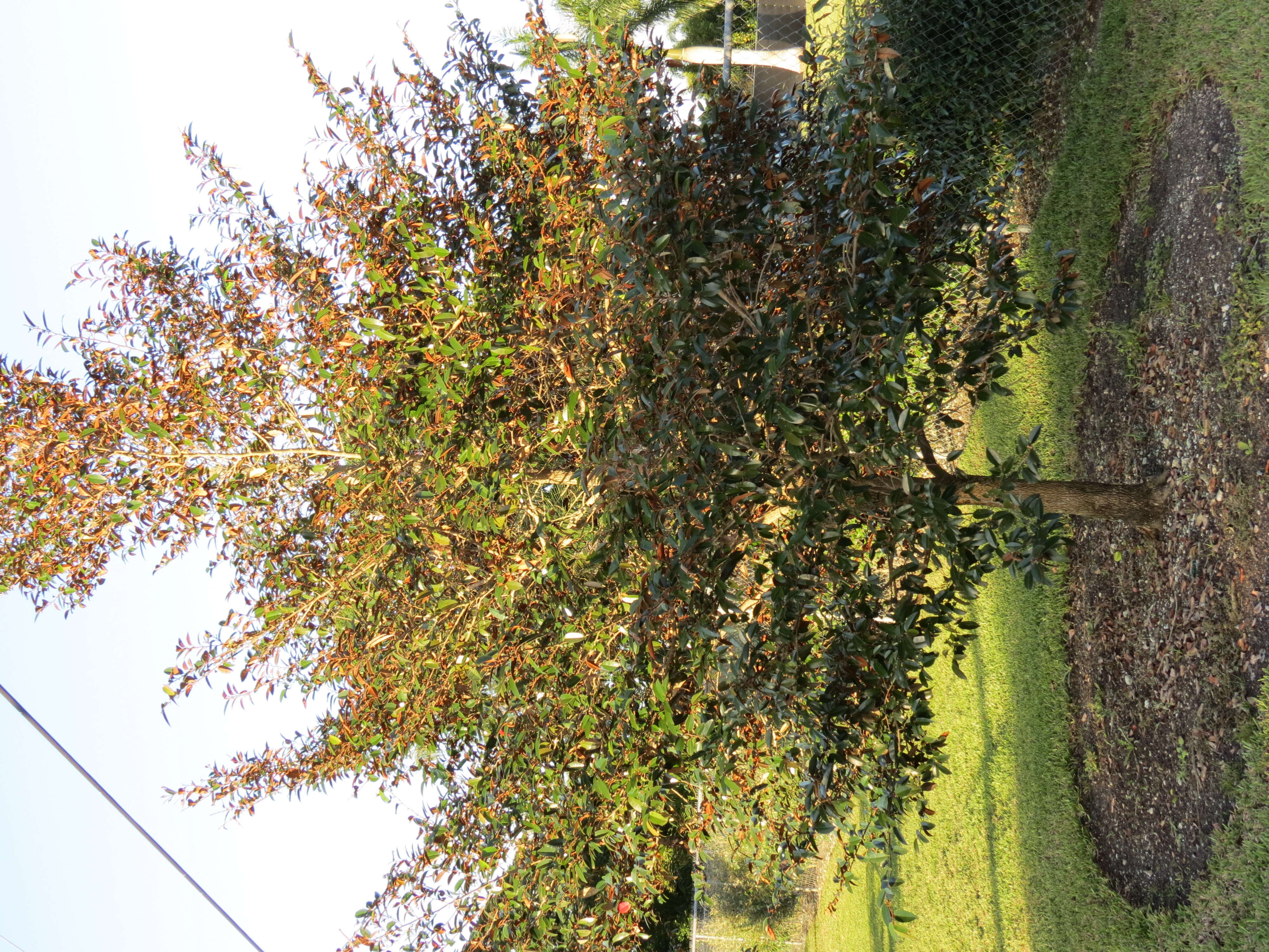 Imagem de Zanthoxylum flavum Vahl