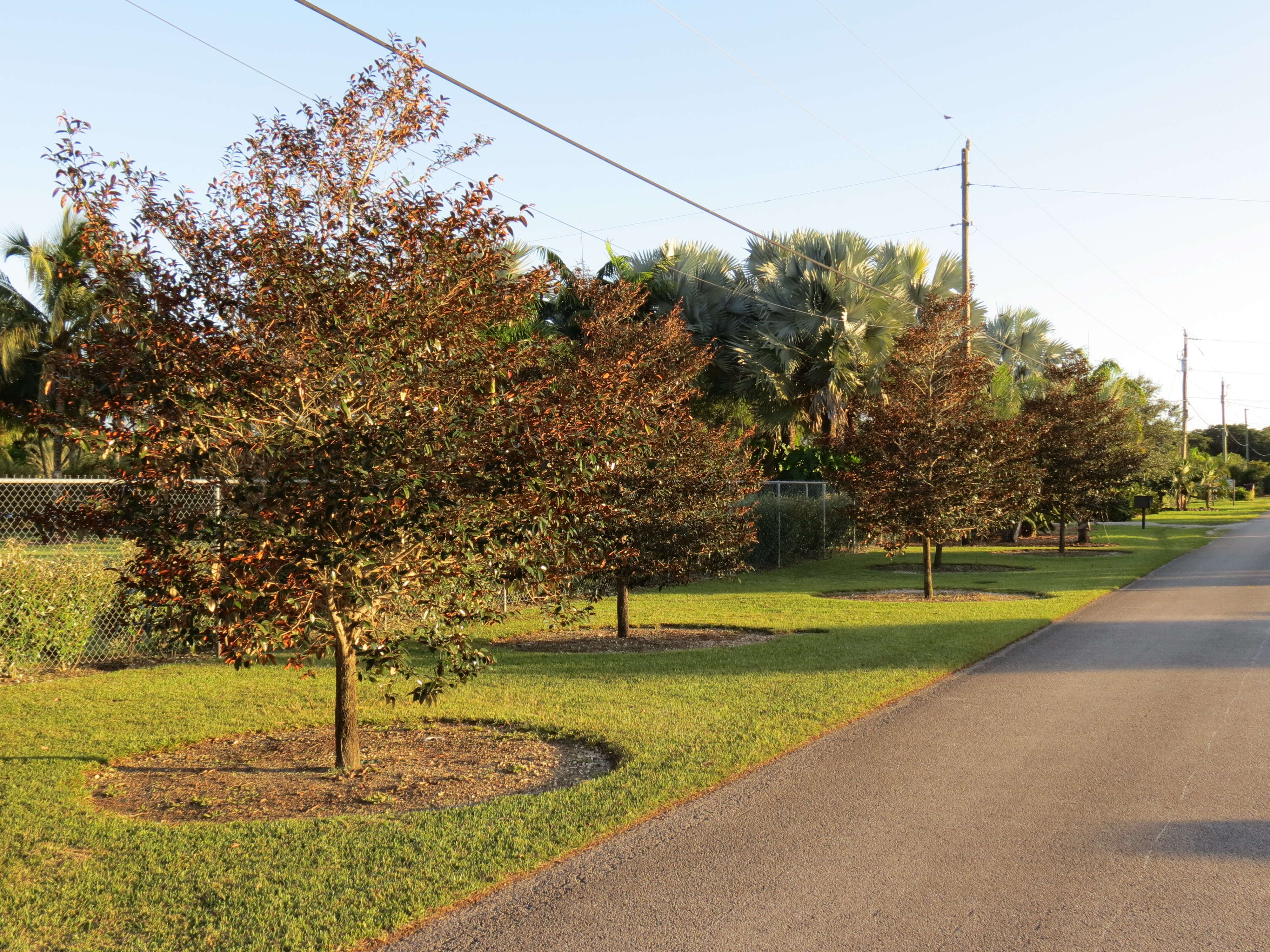 Imagem de Zanthoxylum flavum Vahl