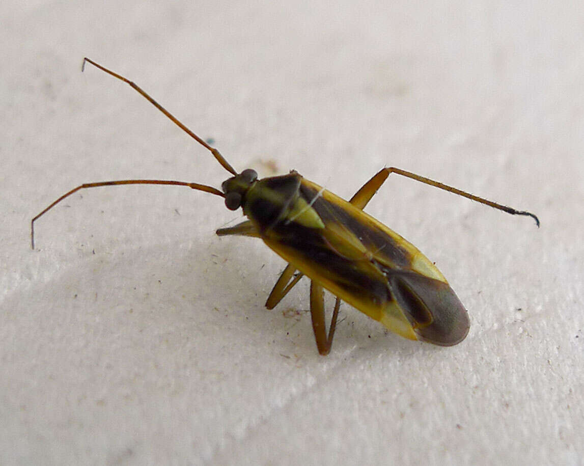 Image of Two-spotted Grass Bug