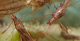 Image of Spined Stilt Bug