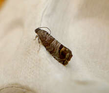 Image of codling moth