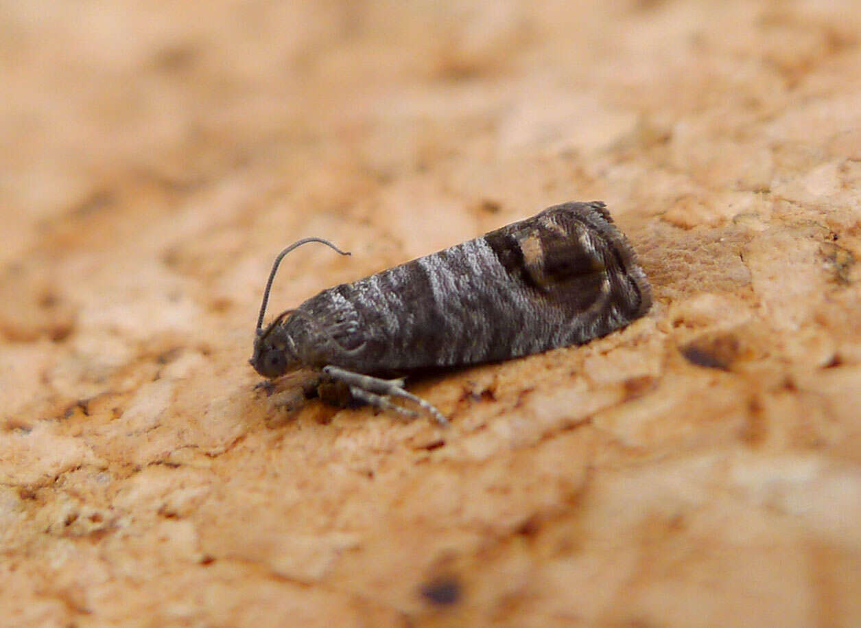 Image of codling moth