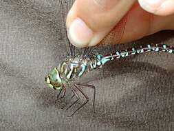 Image of bog hawker