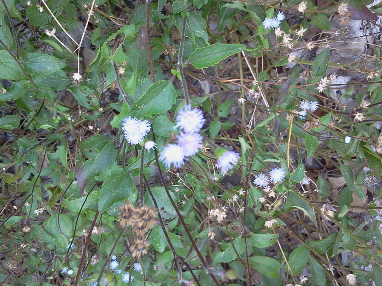 Plancia ëd Ageratum gaumeri B. L. Rob.