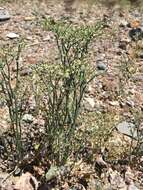 Image of pagoda buckwheat