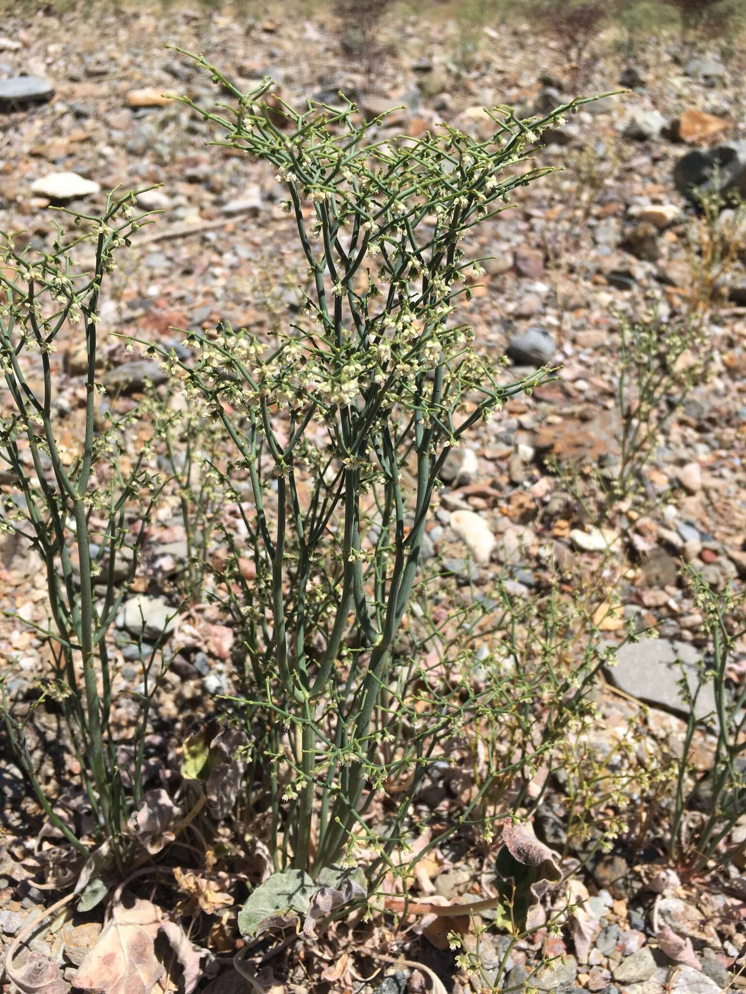 Image of pagoda buckwheat