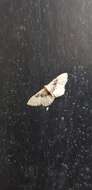 صورة Idaea intermedia Staudinger 1879