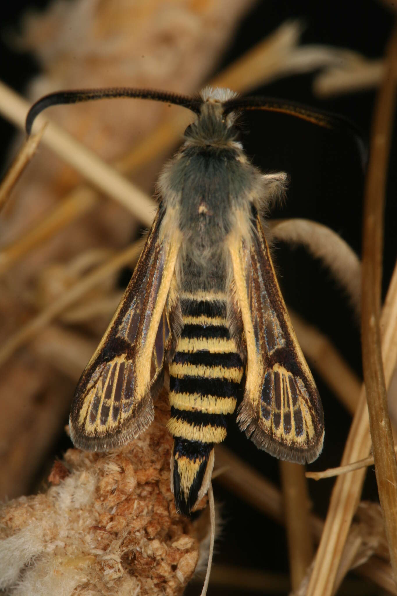 Image of Bembecia dispar