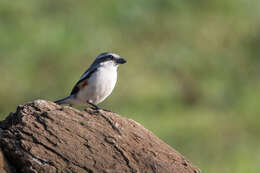 Image of Mackinnon's Shrike