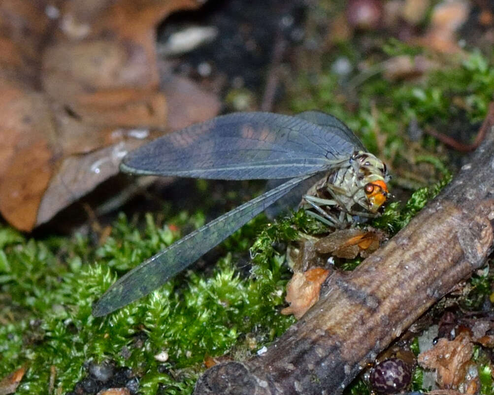 Image of scarce orange-headed lacewing