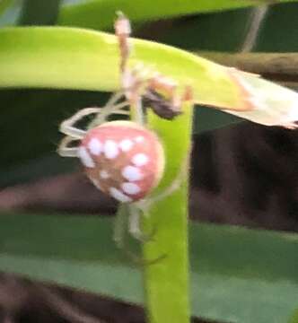 Image of Araneus guttulatus (Walckenaer 1841)