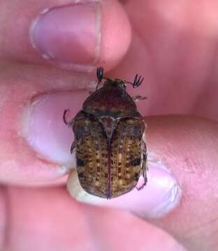 Image of Bumble Flower Beetle