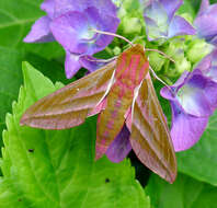 Image of elephant hawk-moth