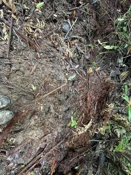 Image of Philippine Warty Pig