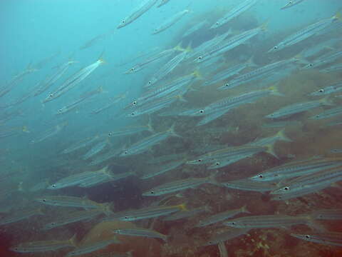 Image of Yellowtail barracuda