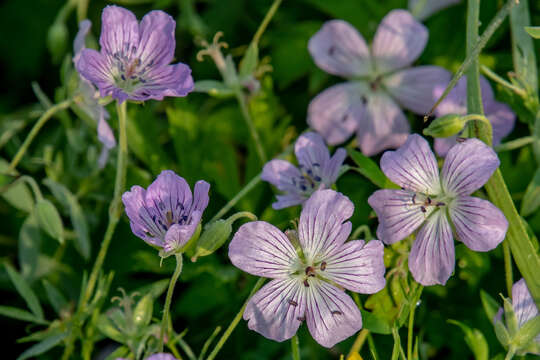 Image of Geranium wlassovianum Fisch. ex Link