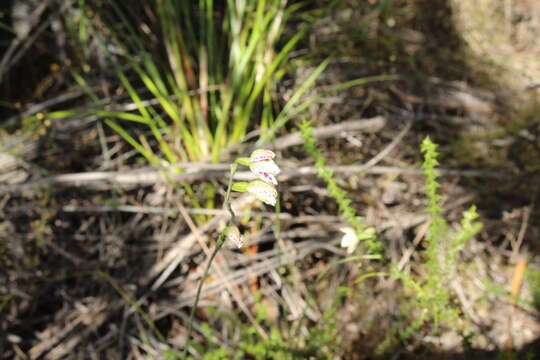 Image of Swamp sun orchid