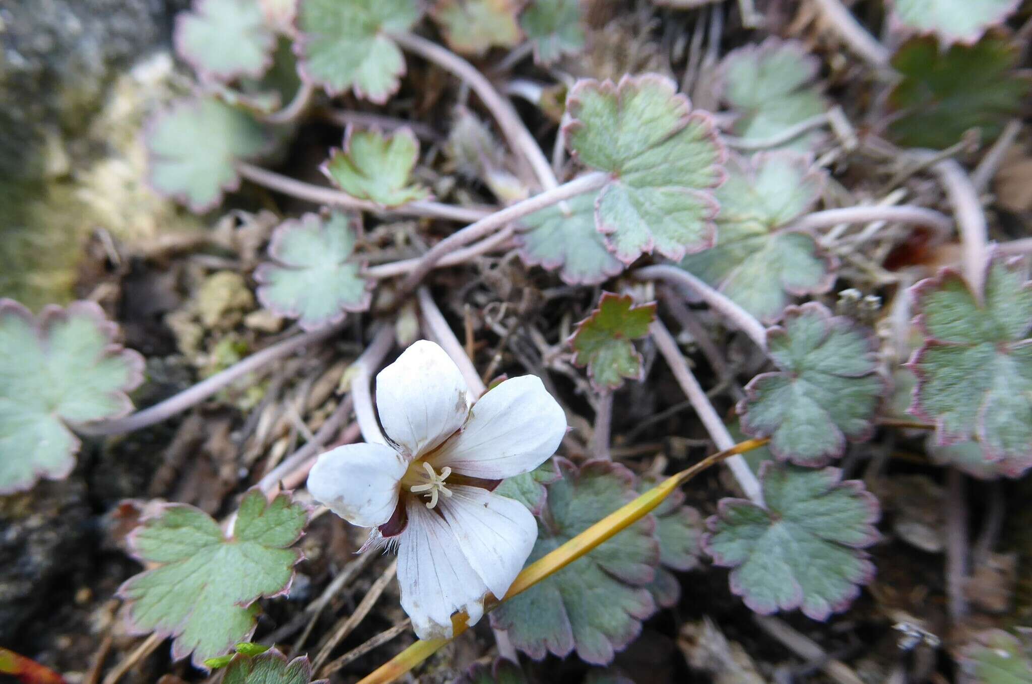 Image of Geranium socolateum