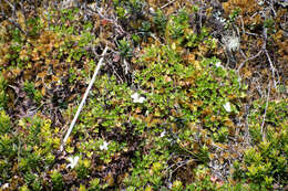 Image of Geranium sibbaldioides subsp. sibbaldioides Benth.